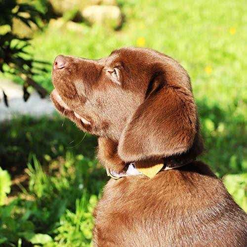 Heart Dog Collar B134