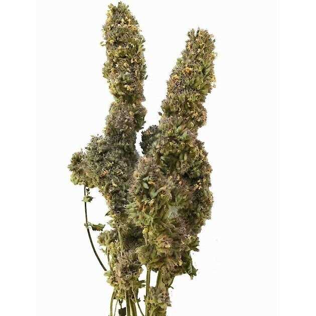 Catnip Buds T69841
