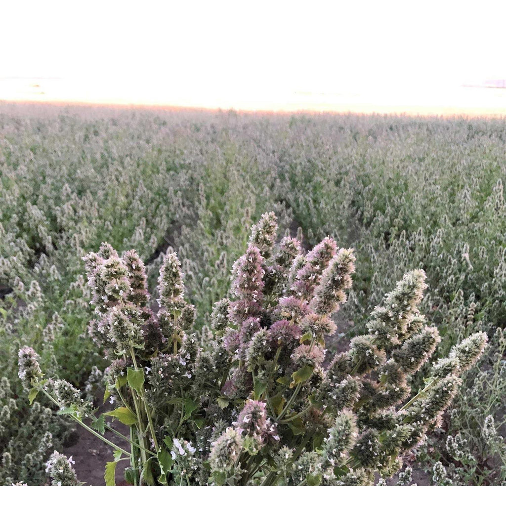 Catnip Buds T69841