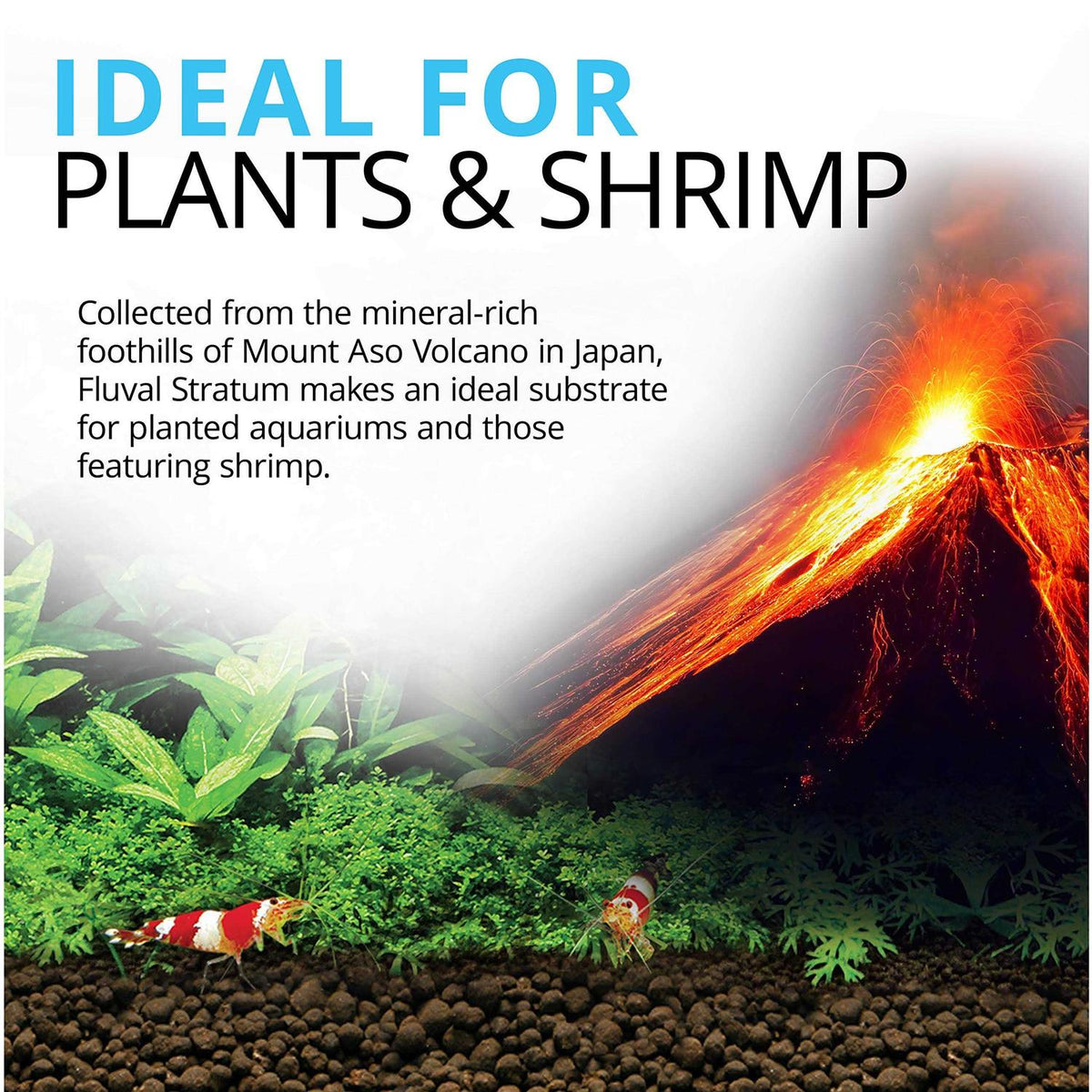 Plant and Shrimp Stratum S95236