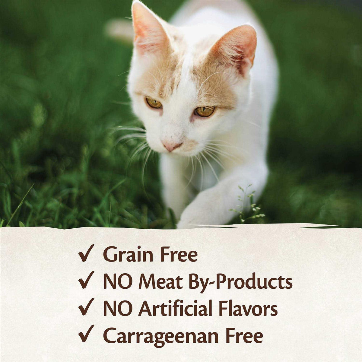Cat Food Y384